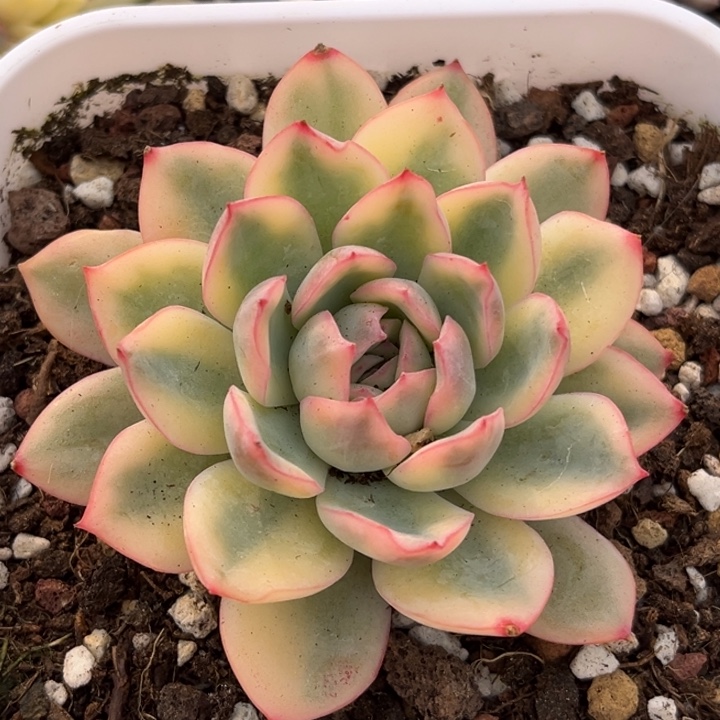 雨燕座白腹轮锦发货