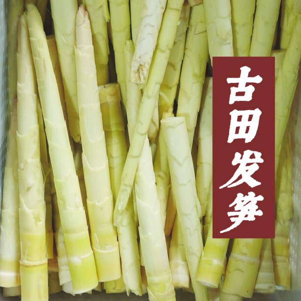 福建古田高山野发笋（哈笋）本地特产笋