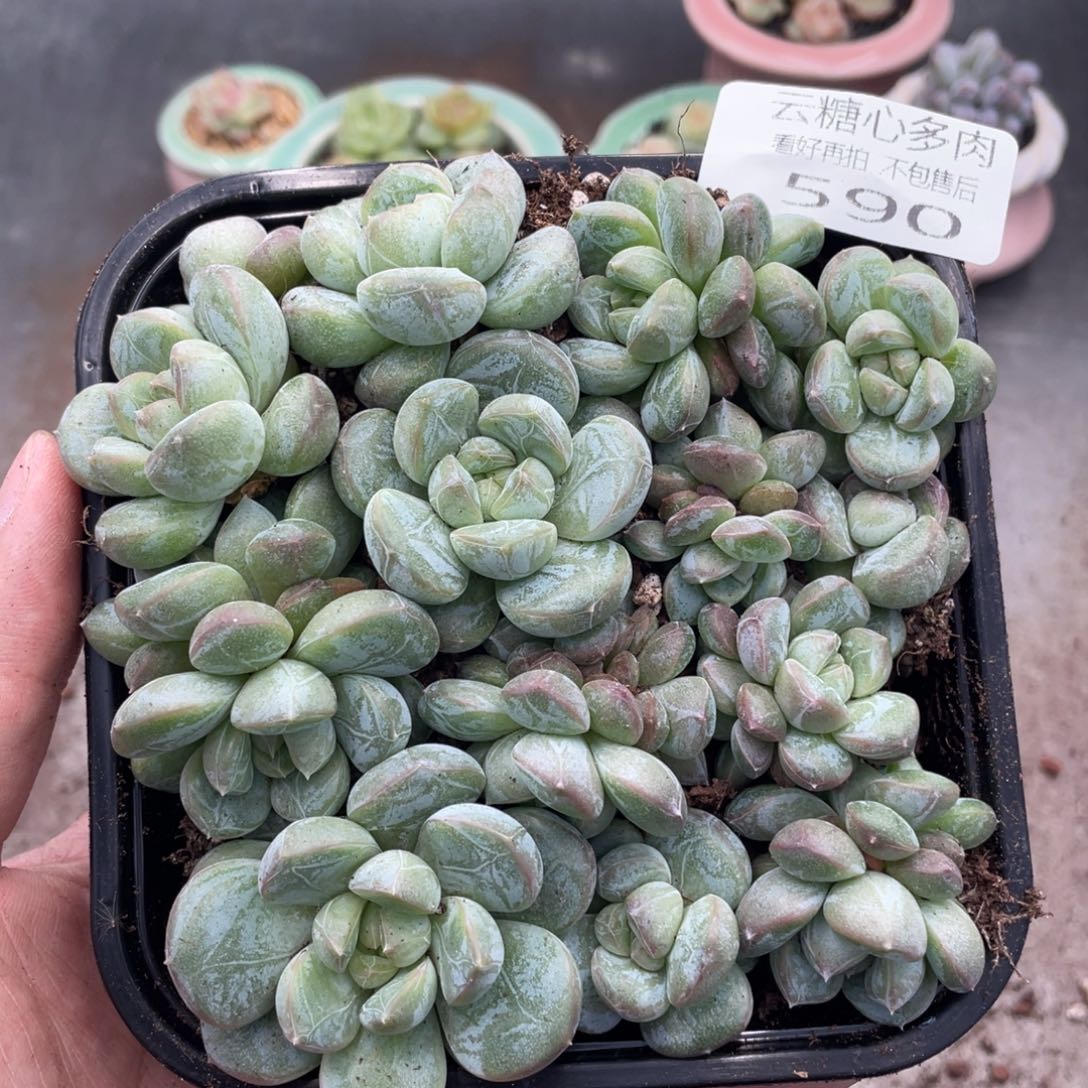 云糖心多肉植物590