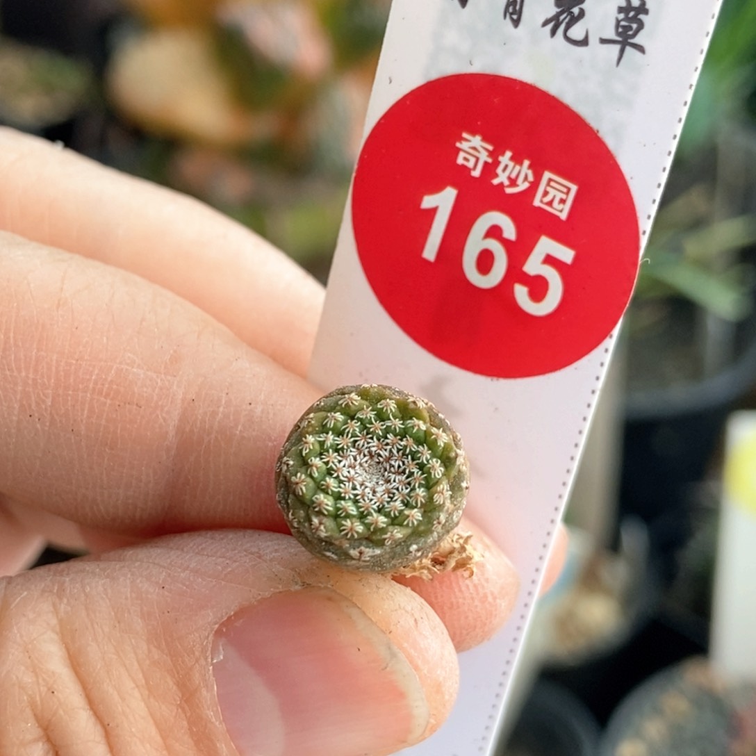 实生红花菊水1.1cm