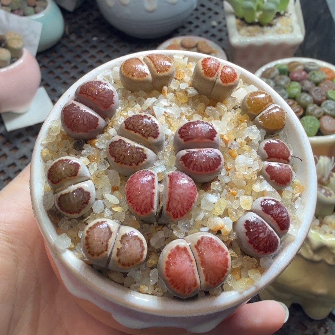 多肉葡萄的季节性好吗935