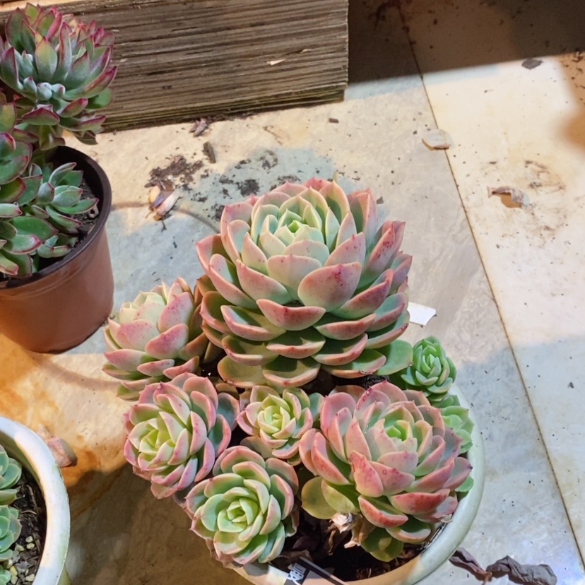 【闪购商品】哈密瓜0522