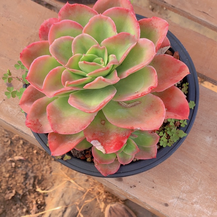 无花朵^****^多肉植物2588