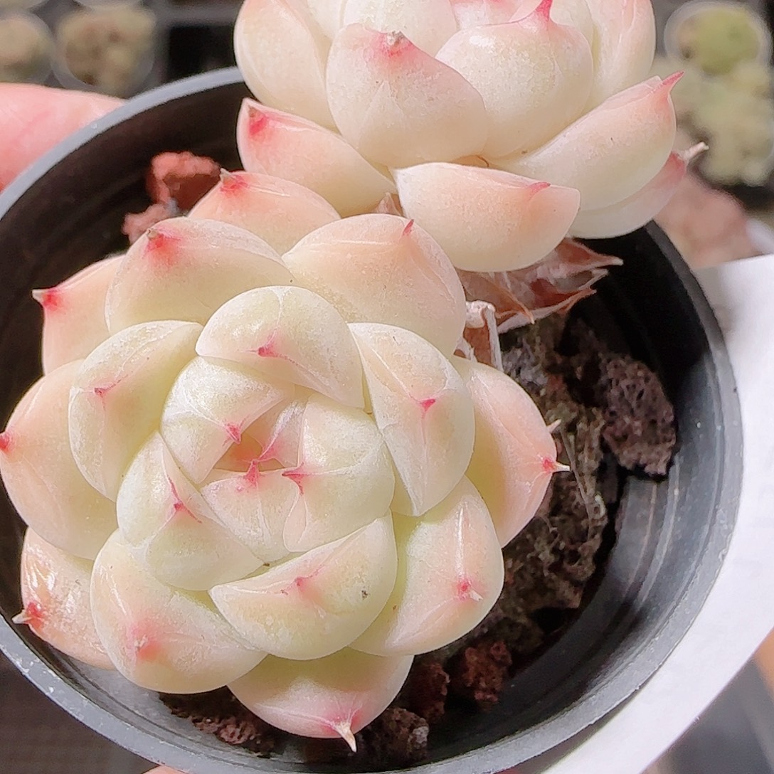 花语逸镜1127-191散