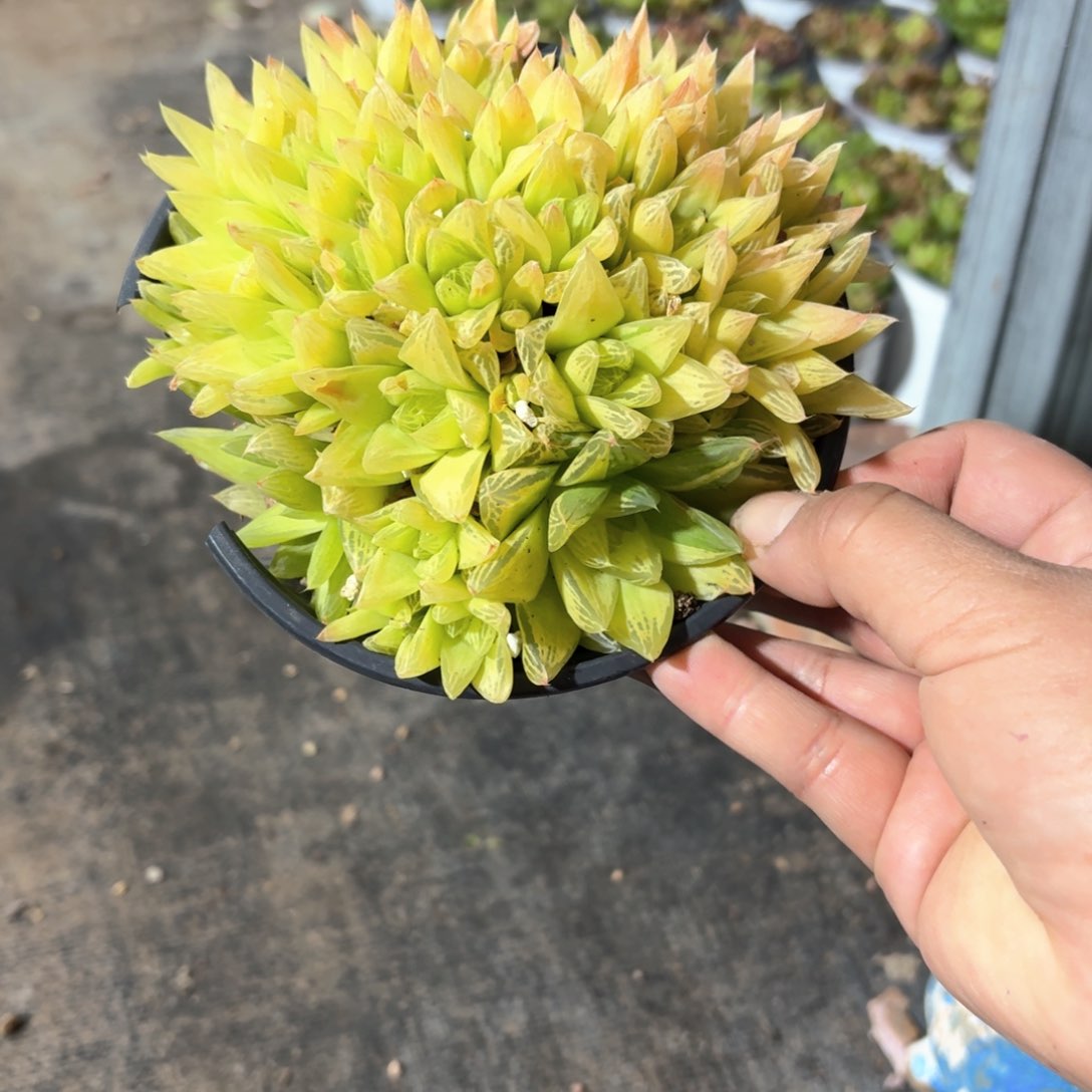 黄金玉露多肉11㎝盆