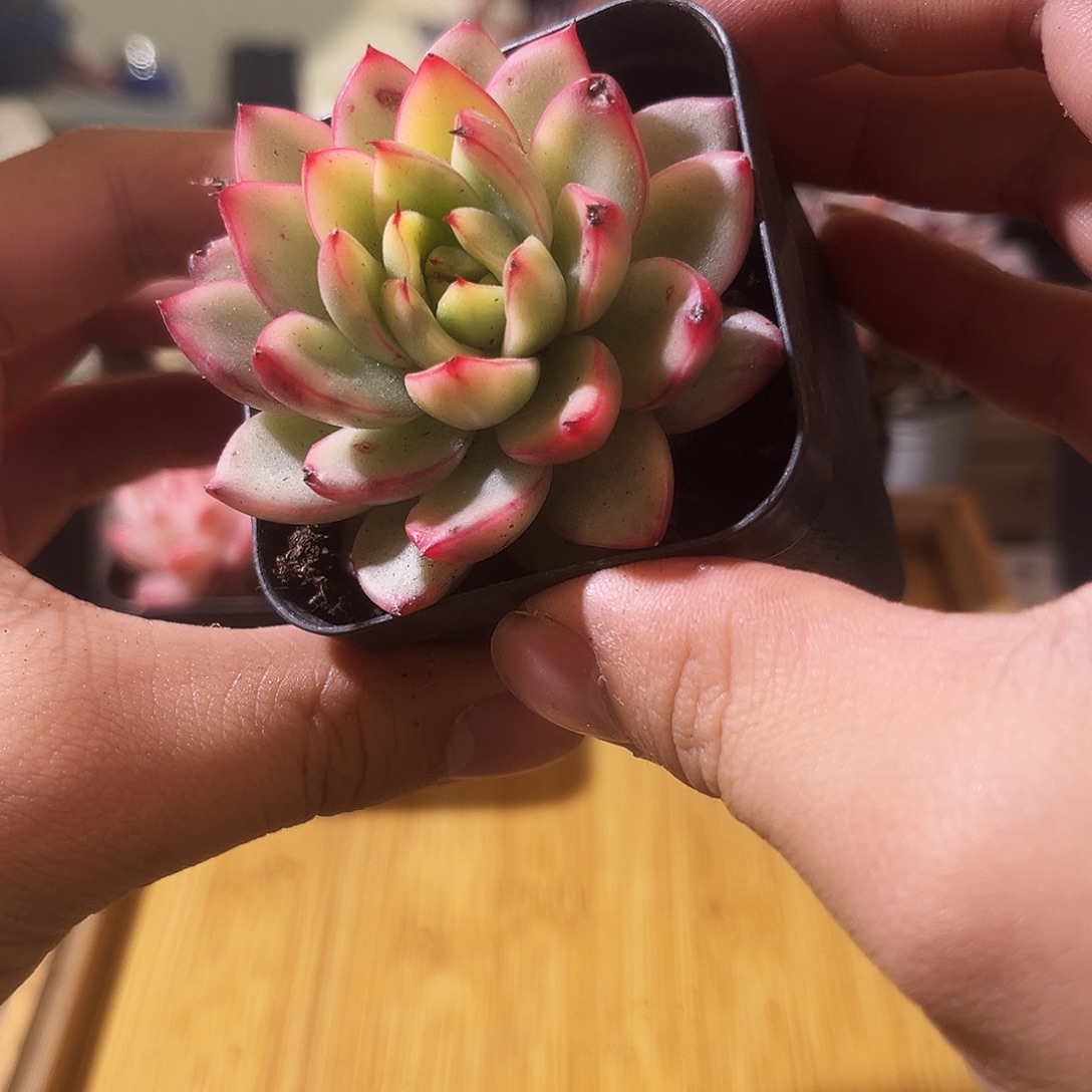 不带盆土一物一拍518