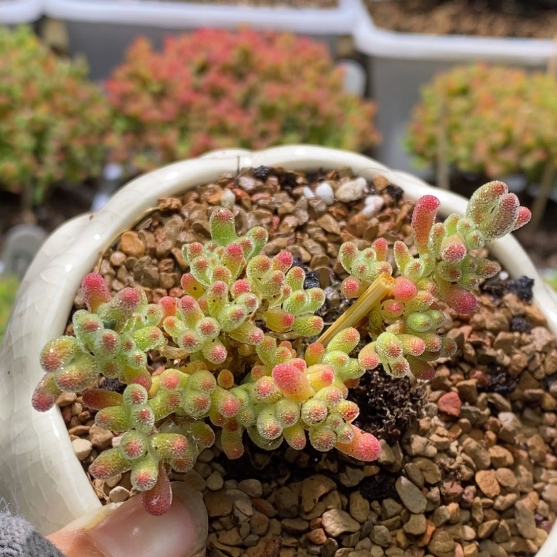 带盆冰晶杂D357枝干番杏