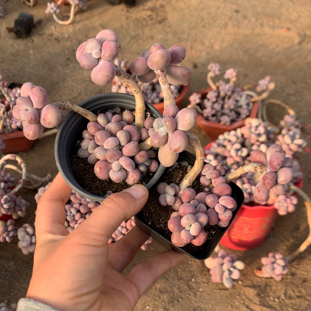 桃蛋老桩不带盆两颗22号