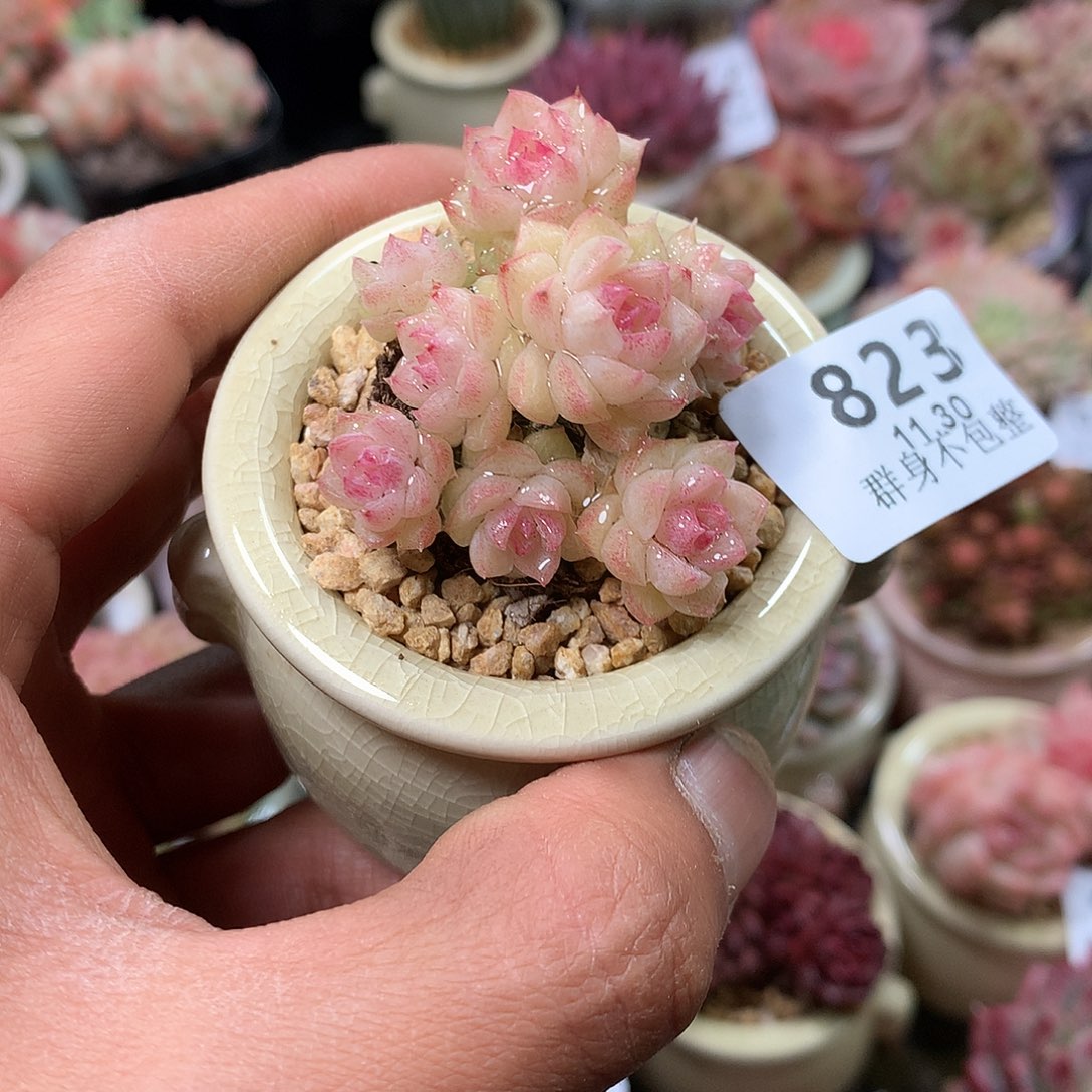 精控拇指盆11.30823