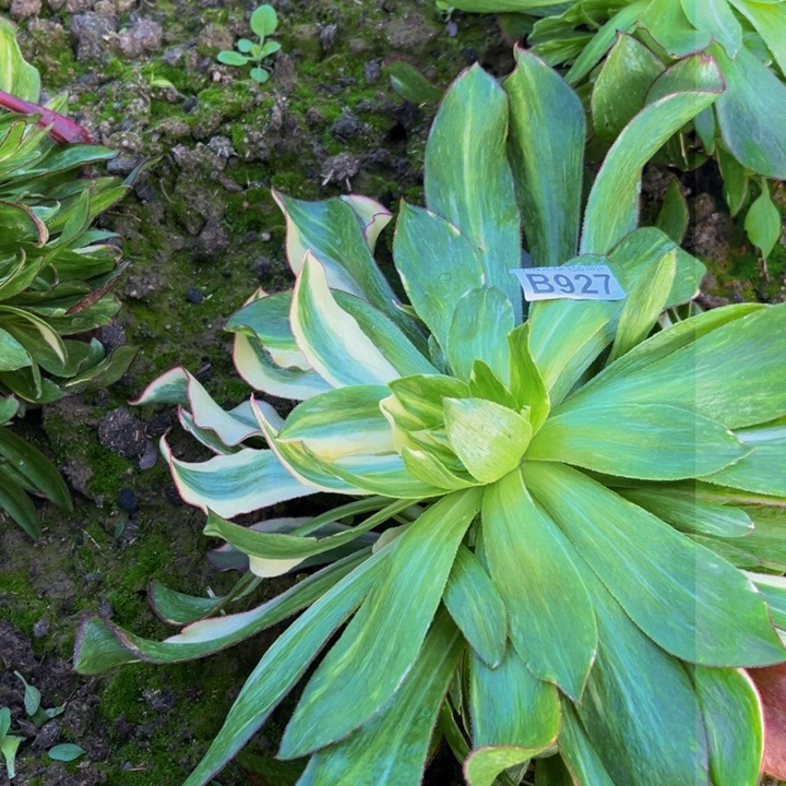 927多肉植物一物一拍