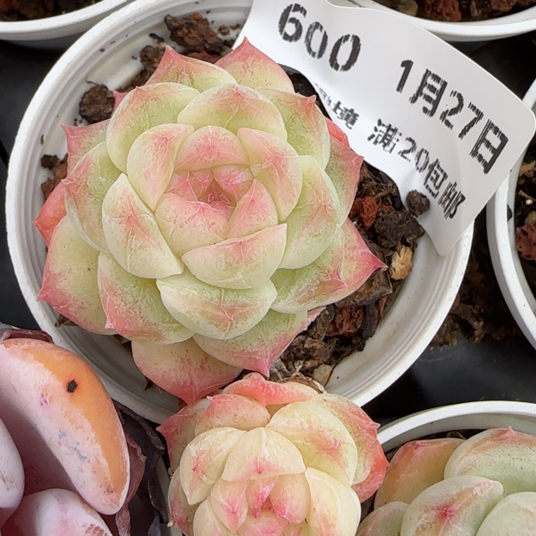 花语逸镜0127-600