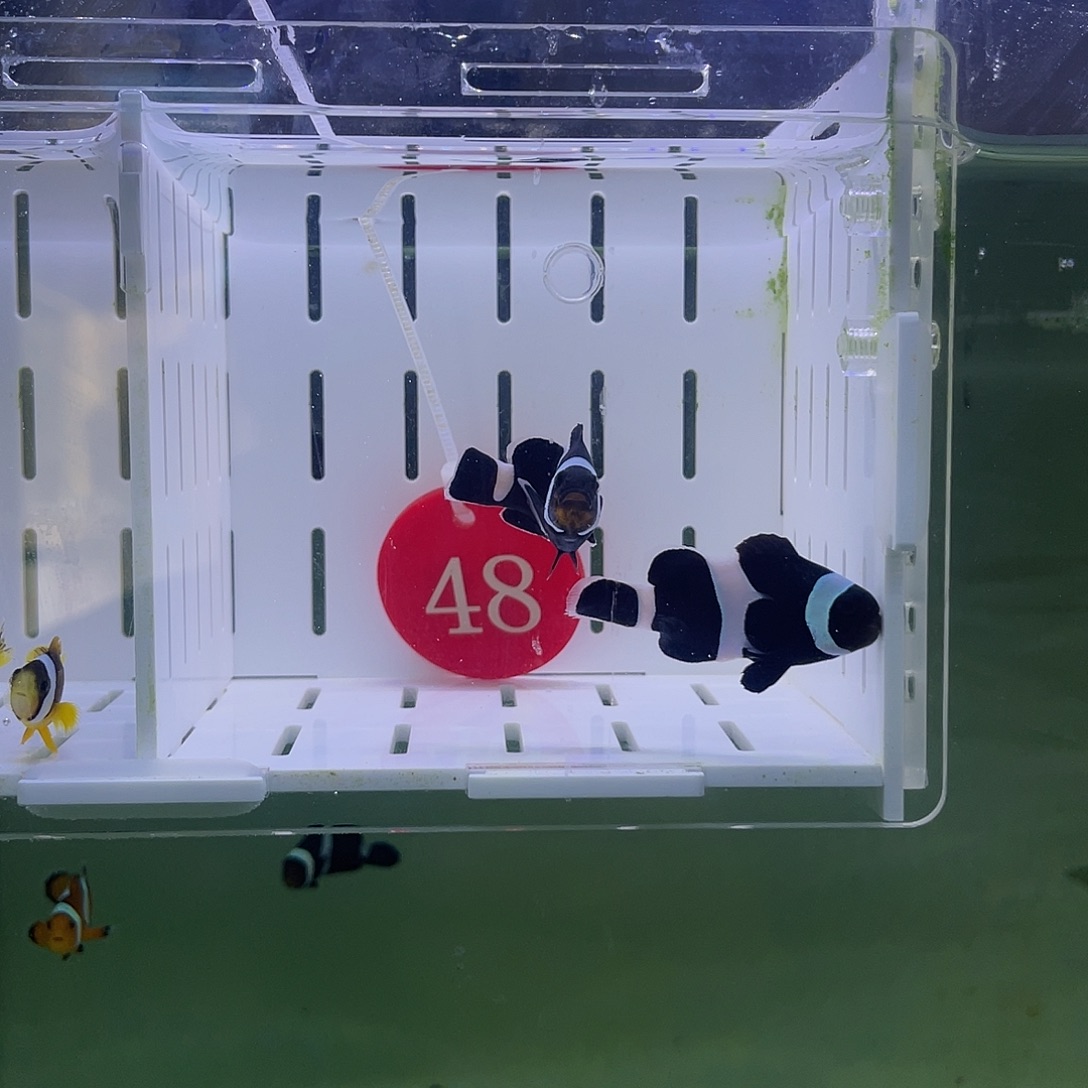 海水鱼奥黑4-5厘米