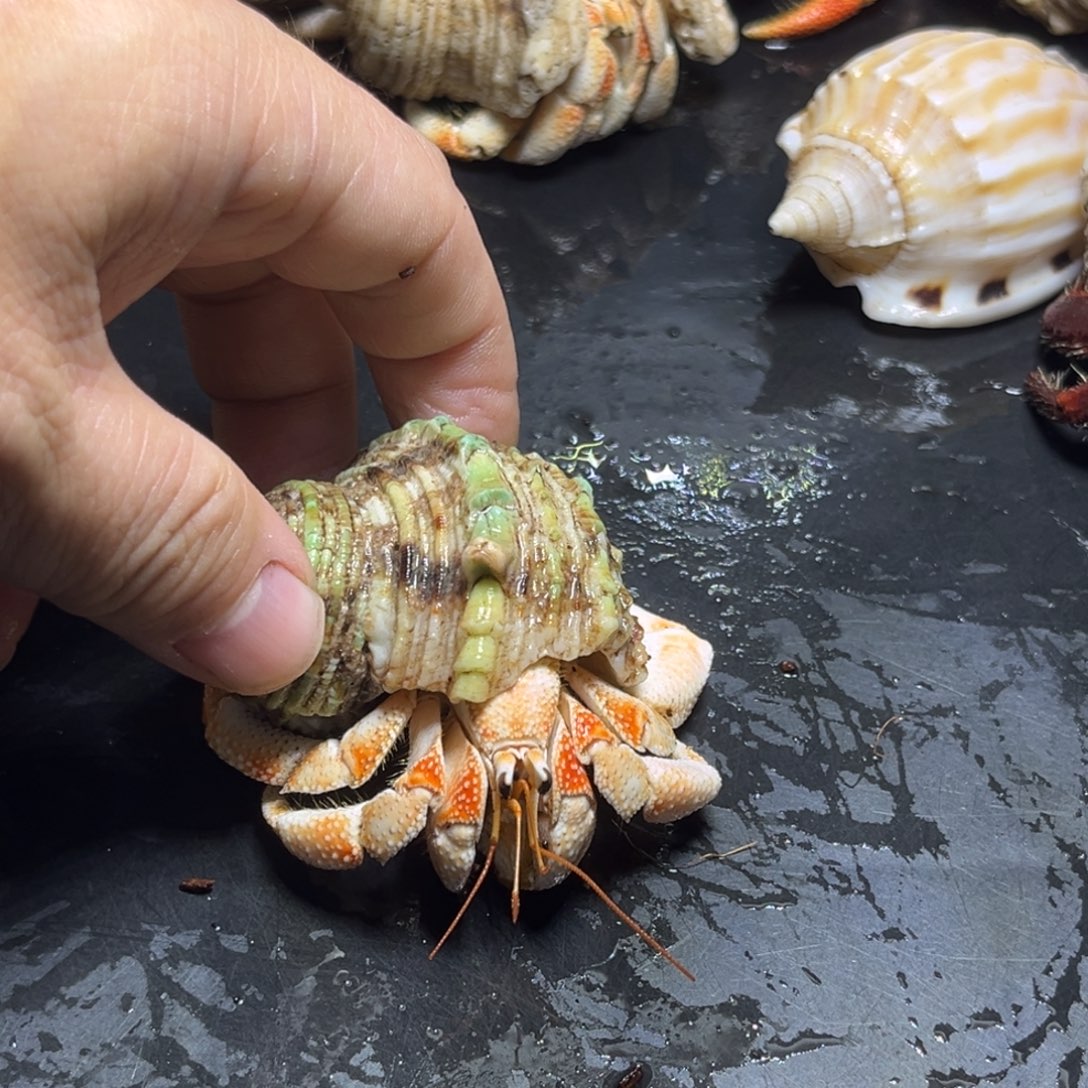 闪8号毛球2.5口径