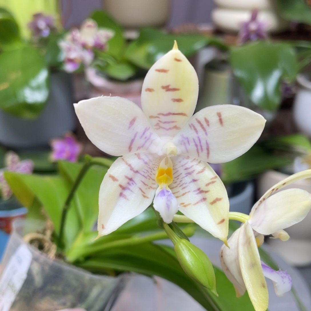 完全开放Yc82开花株