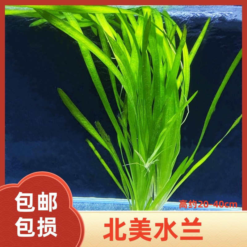 大水兰小水兰赖养景新手鱼缸造景专用水培植物水韭菜水草真水草