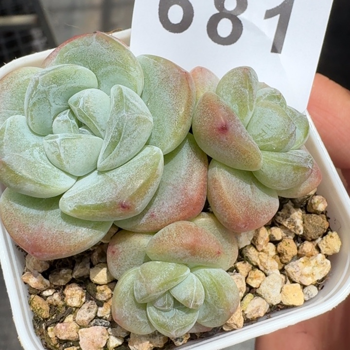       下播福利拍够包邮发货