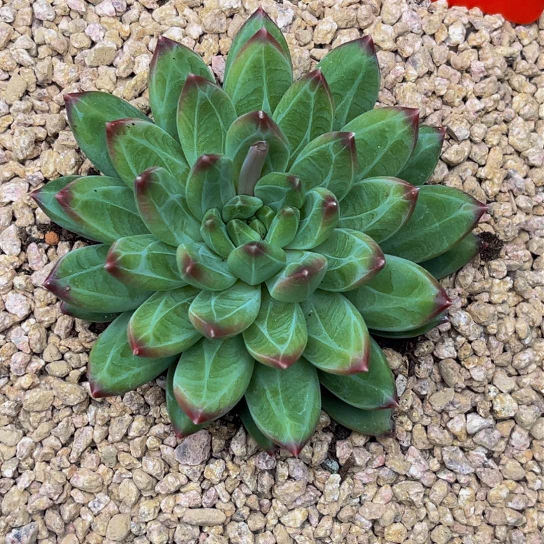 相*0017下午多肉植物群生