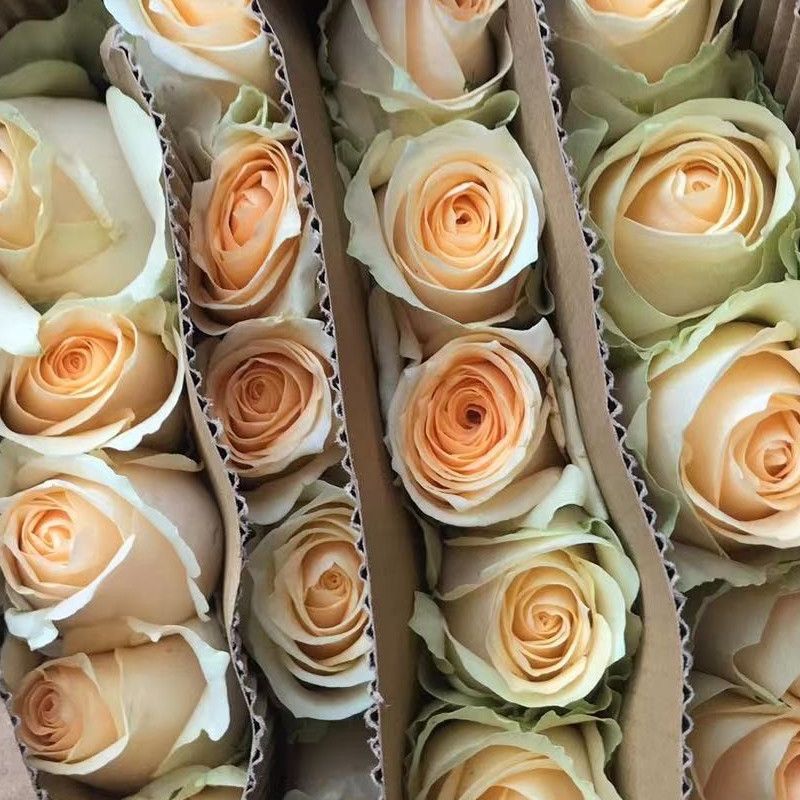 37 香槟10支+橙芭比泡泡3支+绿色康乃馨10支+白色单瓣紫罗兰一把