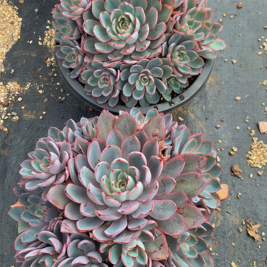 公***财赫拉2颗1111111111111111