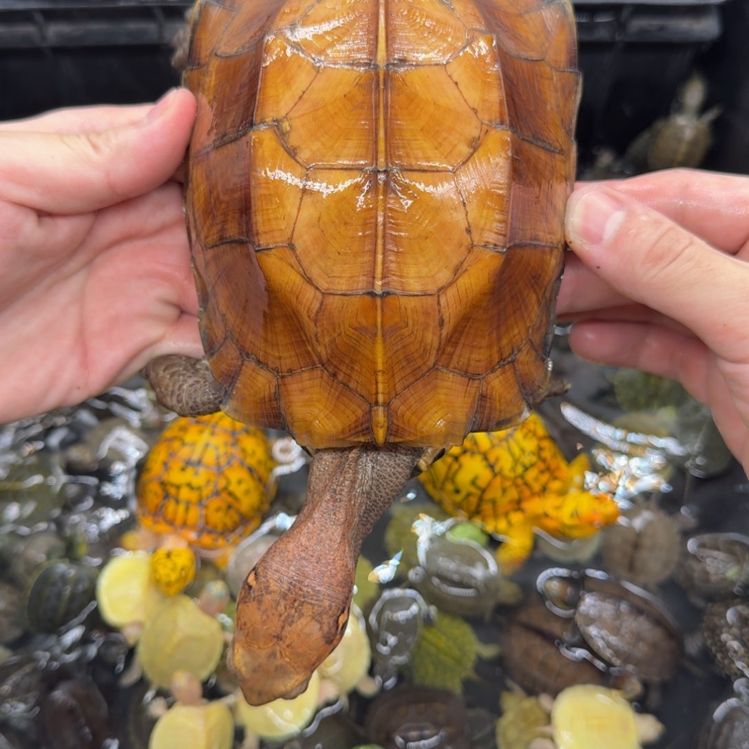 不分公母宠物龟锯缘