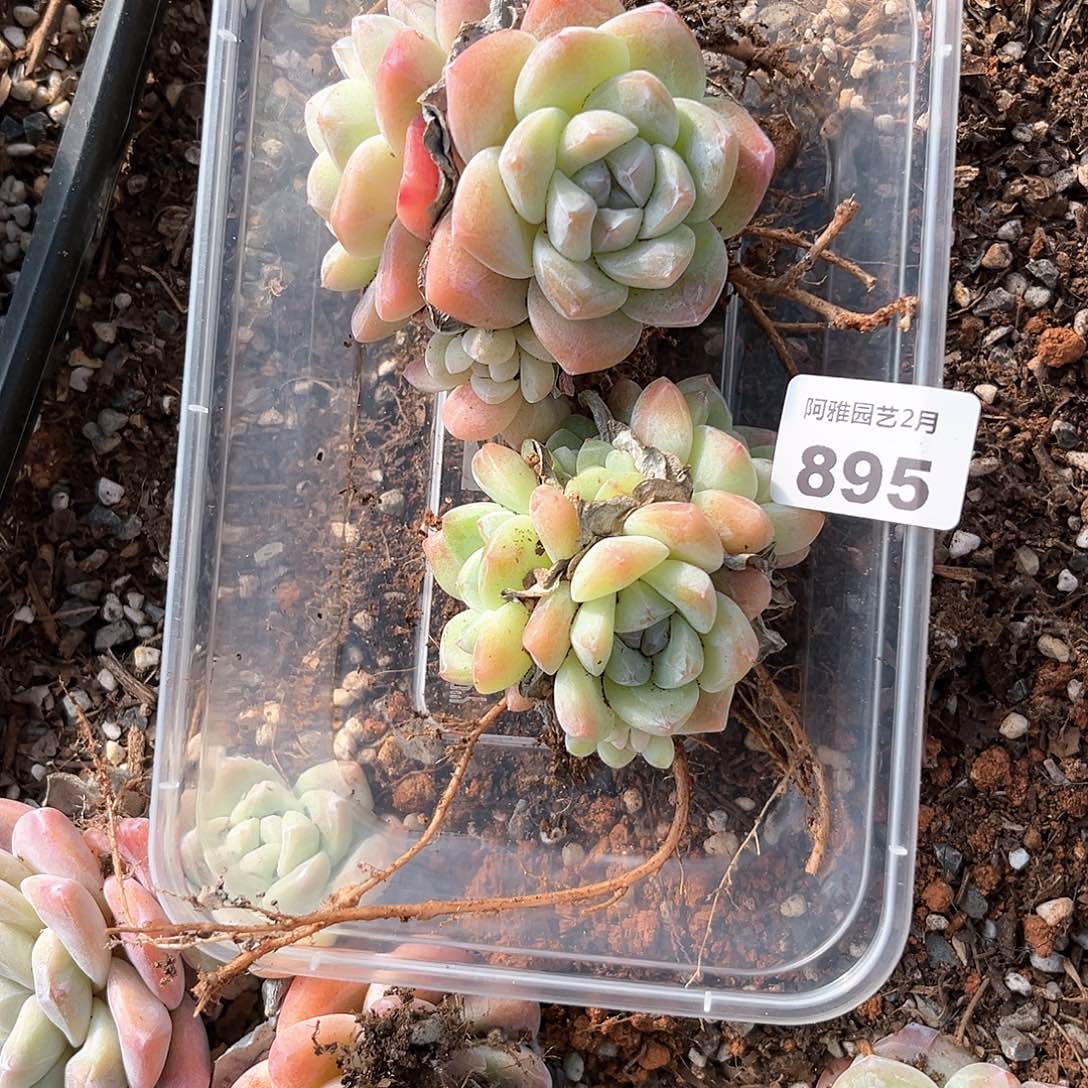 阿雅园艺。   895