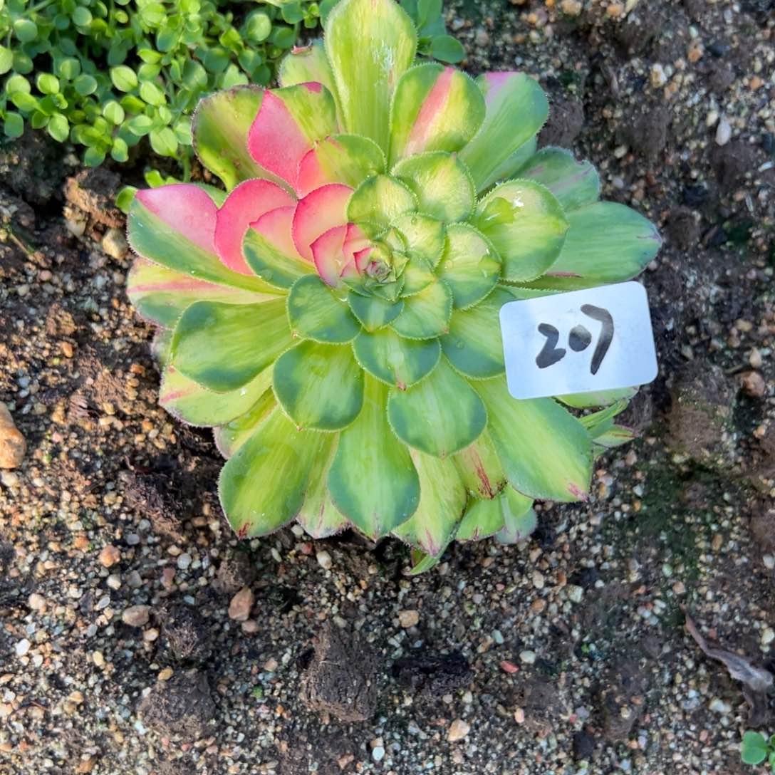 207知否多肉多肉多肉