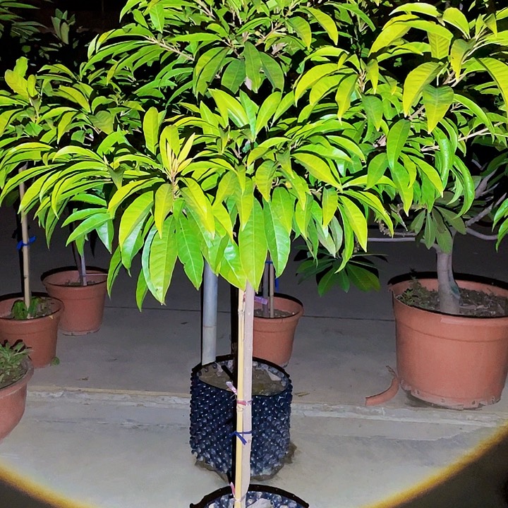 锋***少完全开放果树888888