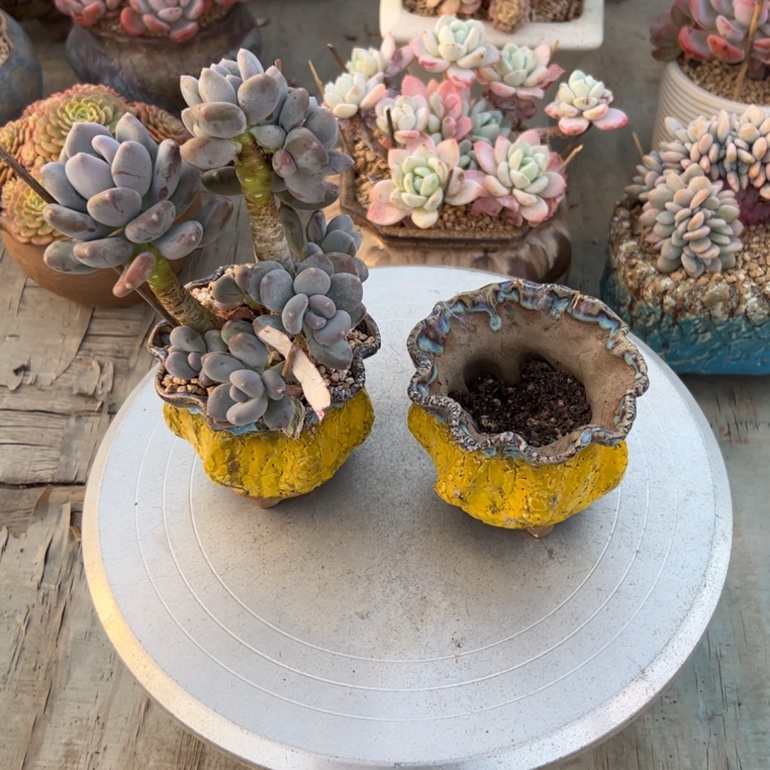 ω***g咖啡美人带盆28 零零多肉植物