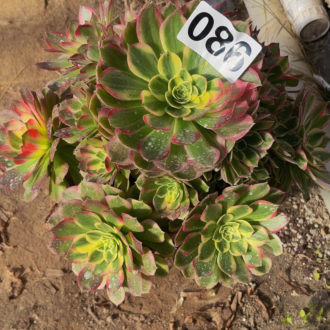 多肉法师86号粉海王发货不包损