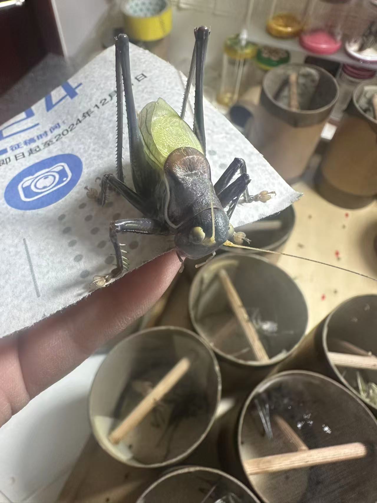 特惠（两只）蓝脸大宽膀铁皮蝈蝈憨叫听叫首选