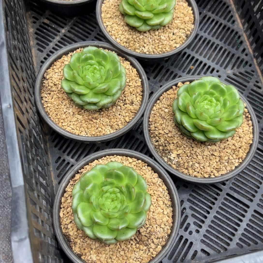 从***过二十颗价格，灯泡珍妮