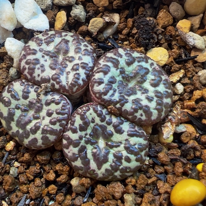 日紫黑泡泡多肉植物带盆