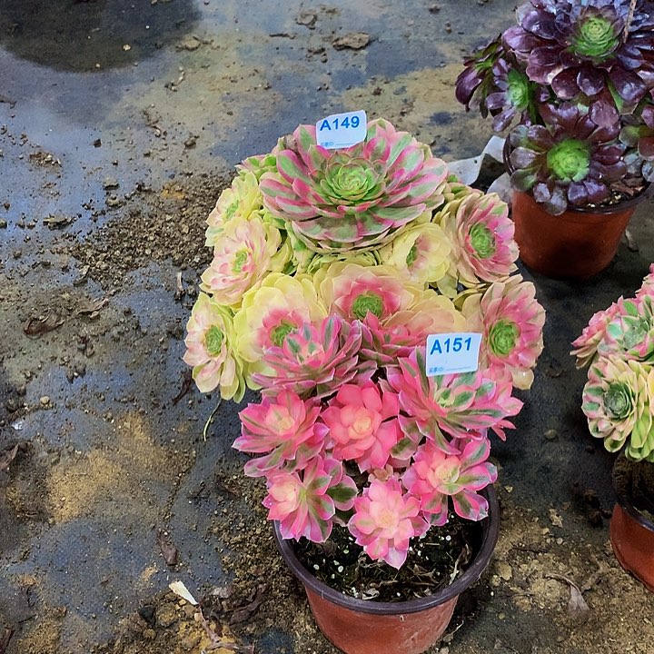 @****多肉雨荷粉女巫149151