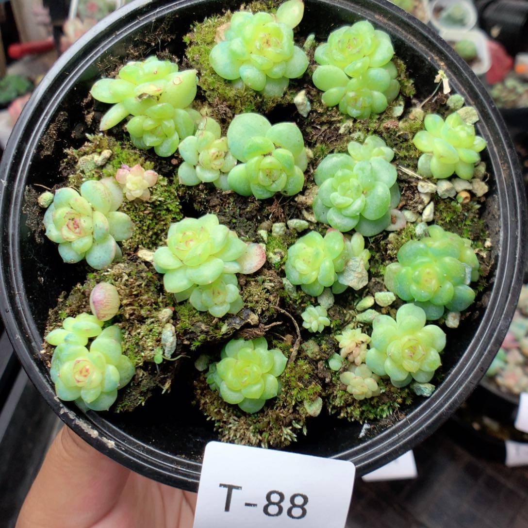 无花朵T88英语英语