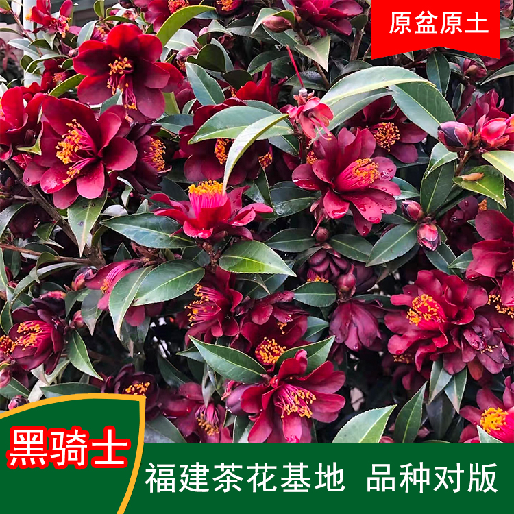 黑骑士黑色系珍贵茶花品种室内外花卉阳台庭院绿植基地直销包邮