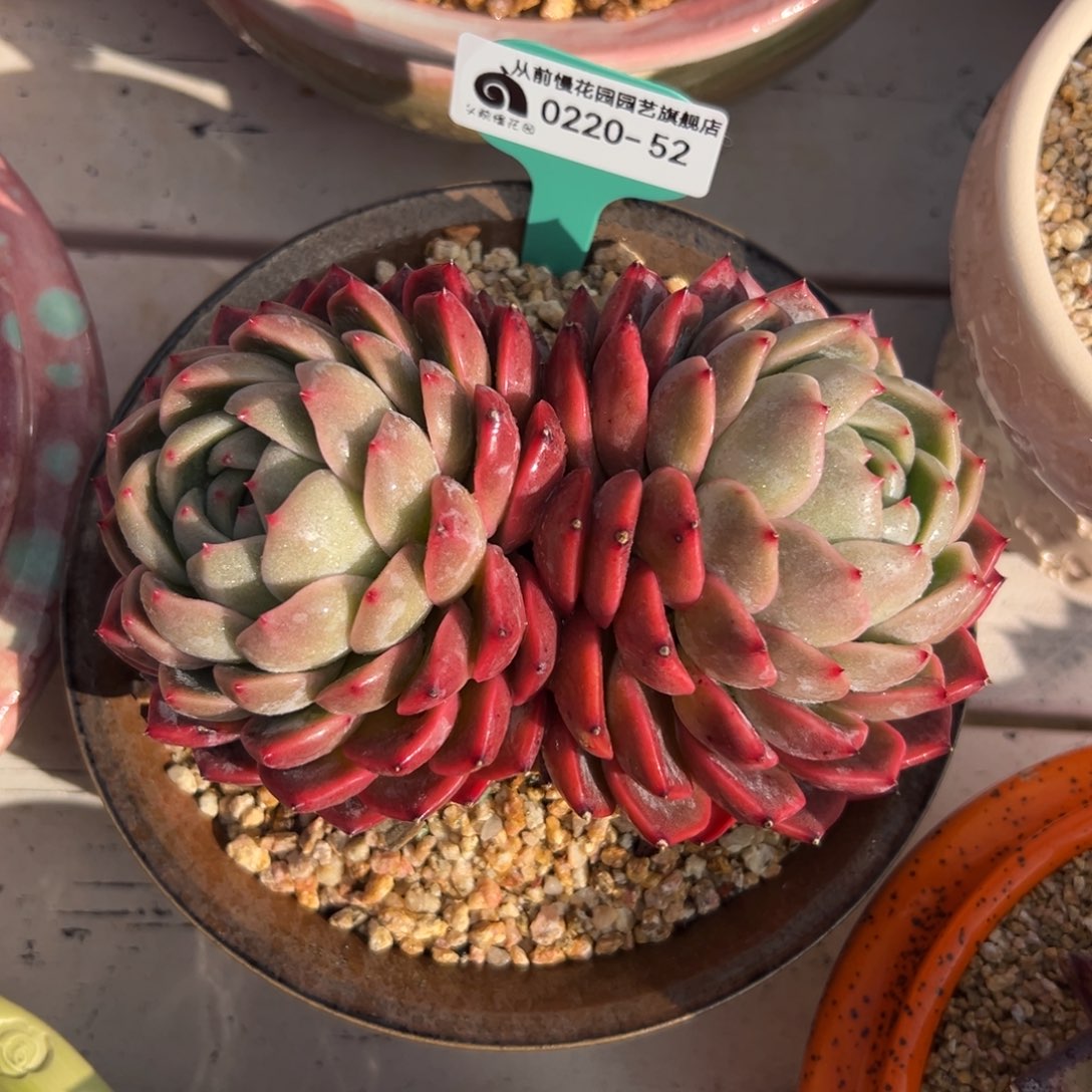 多肉一物一拍0220-52