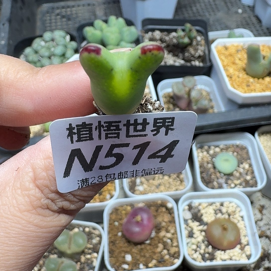 多肉植物的润泽和ghjj