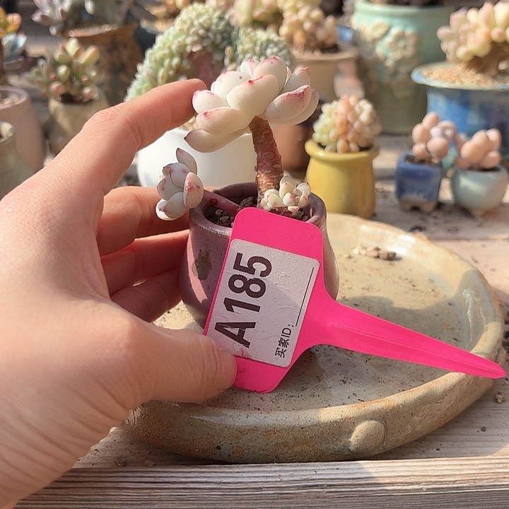 杉*x h x x g h g x g 185