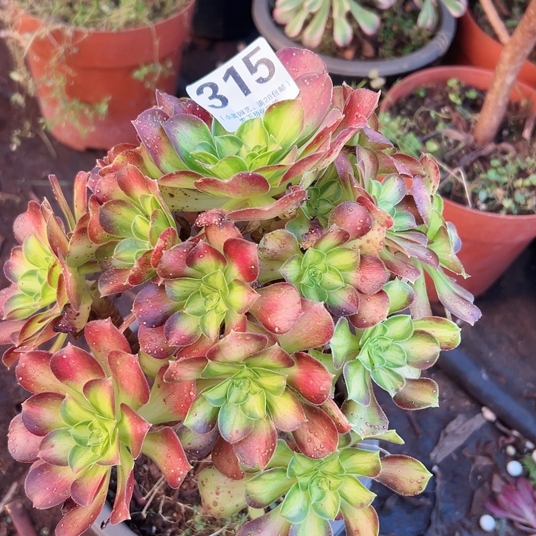 韶华315多肉植物多肉植物