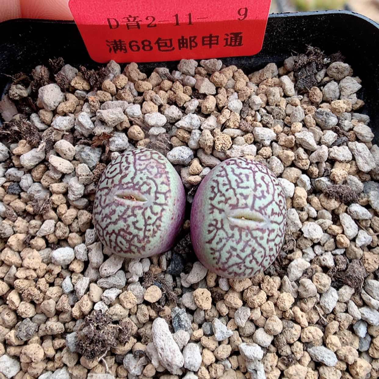 【闪购商品】2-11-9 唐草墨一颗 40