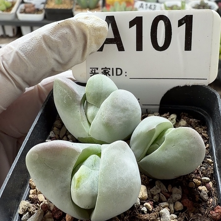 101。满38包邮肉锥