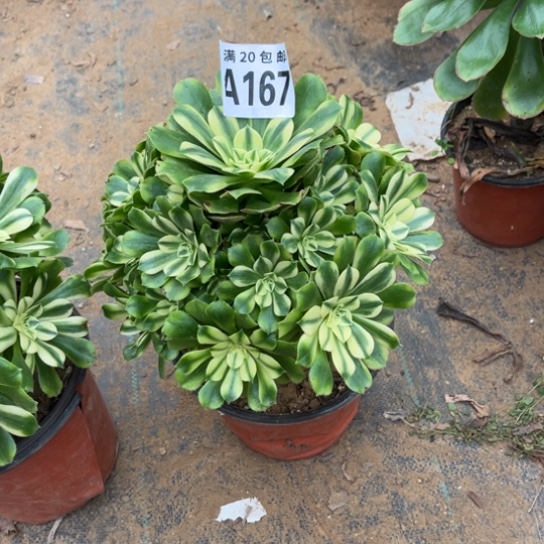 *****167辛尼亚不包断枝