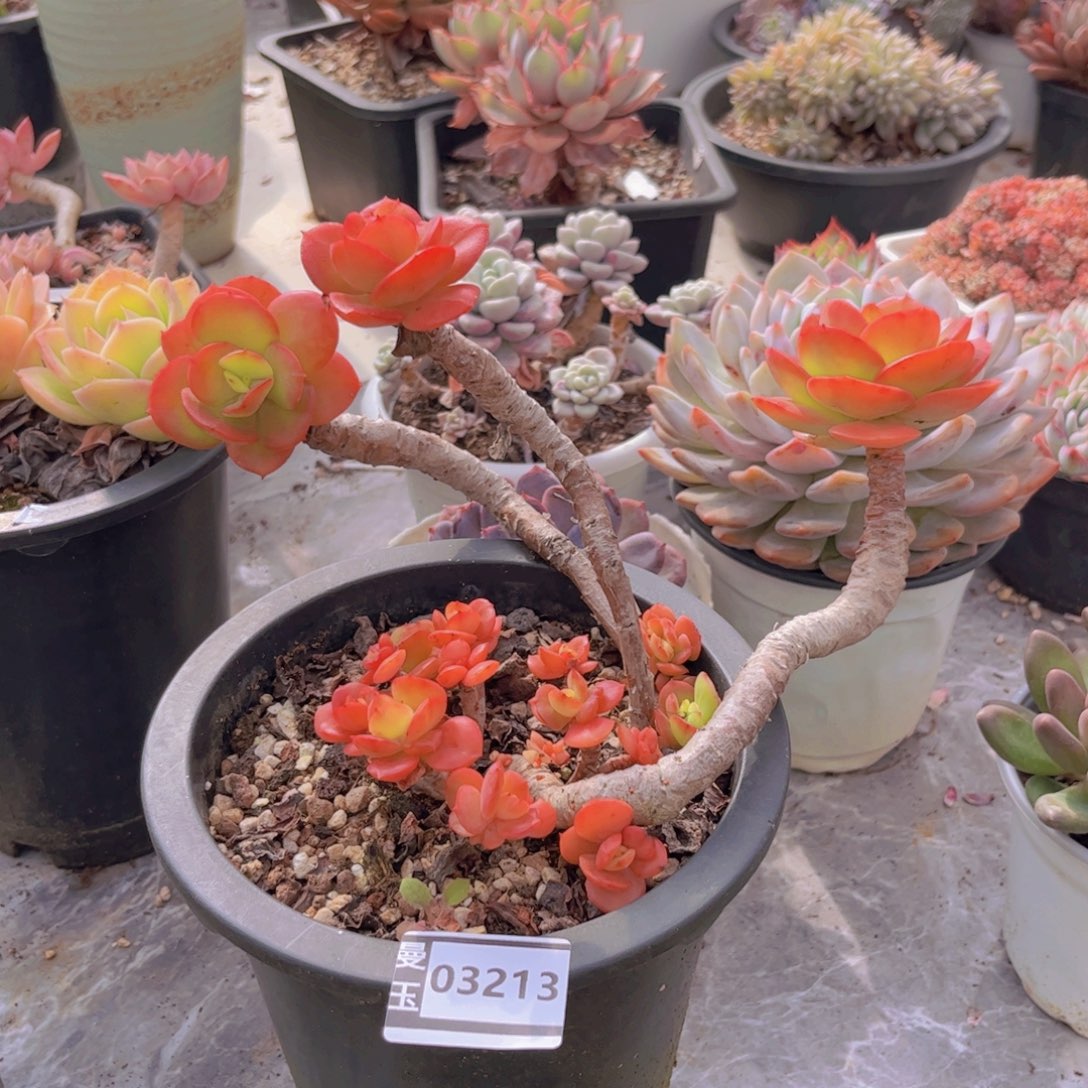 红梅多肉植物03213