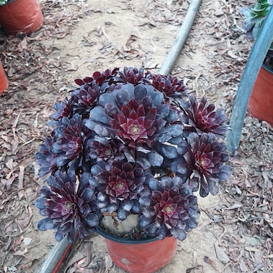 黑铜法师00000020