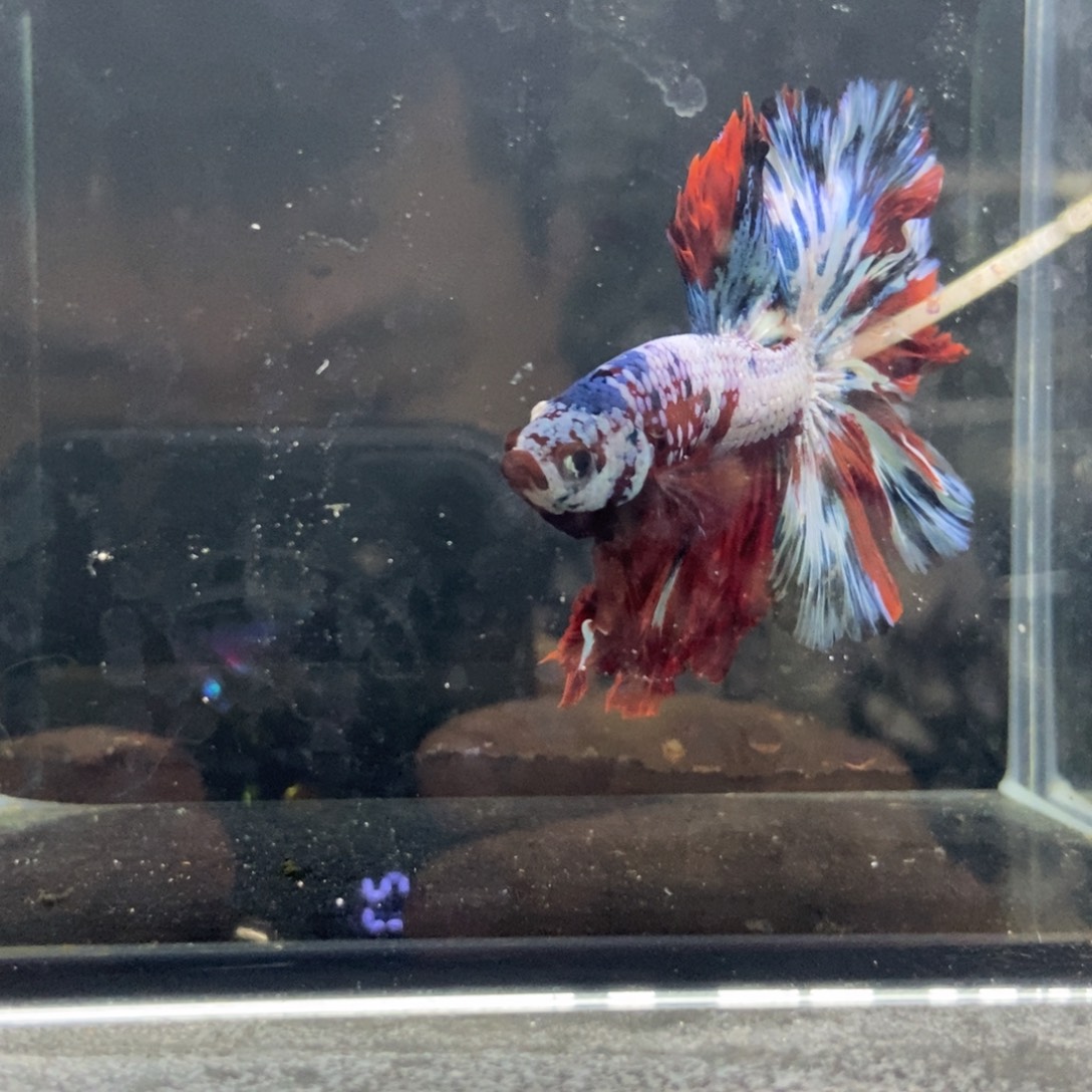 斗鱼包活不包损所见即所得048