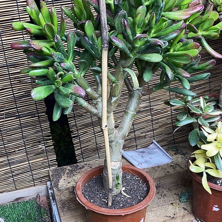 招财猫一物一拍老桩