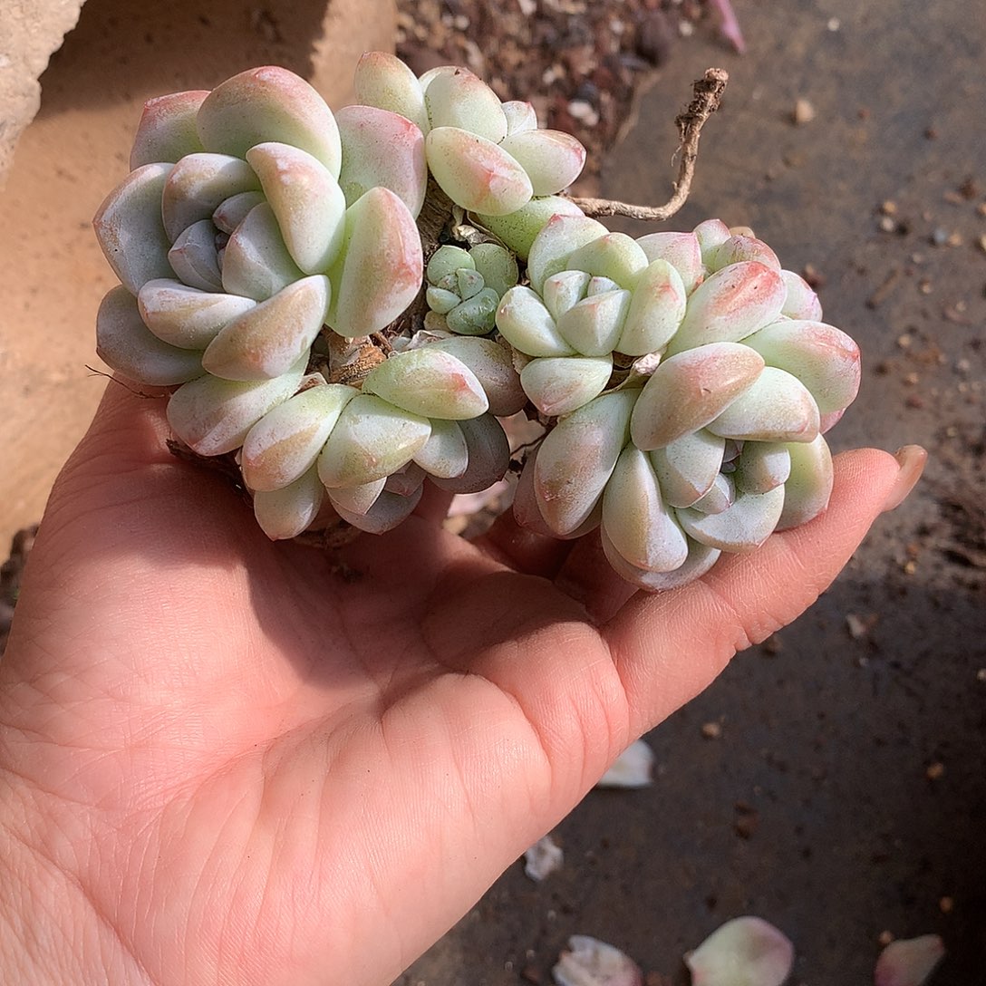 Y***儿哈哈哈哈哈哈哈哈石榴籽