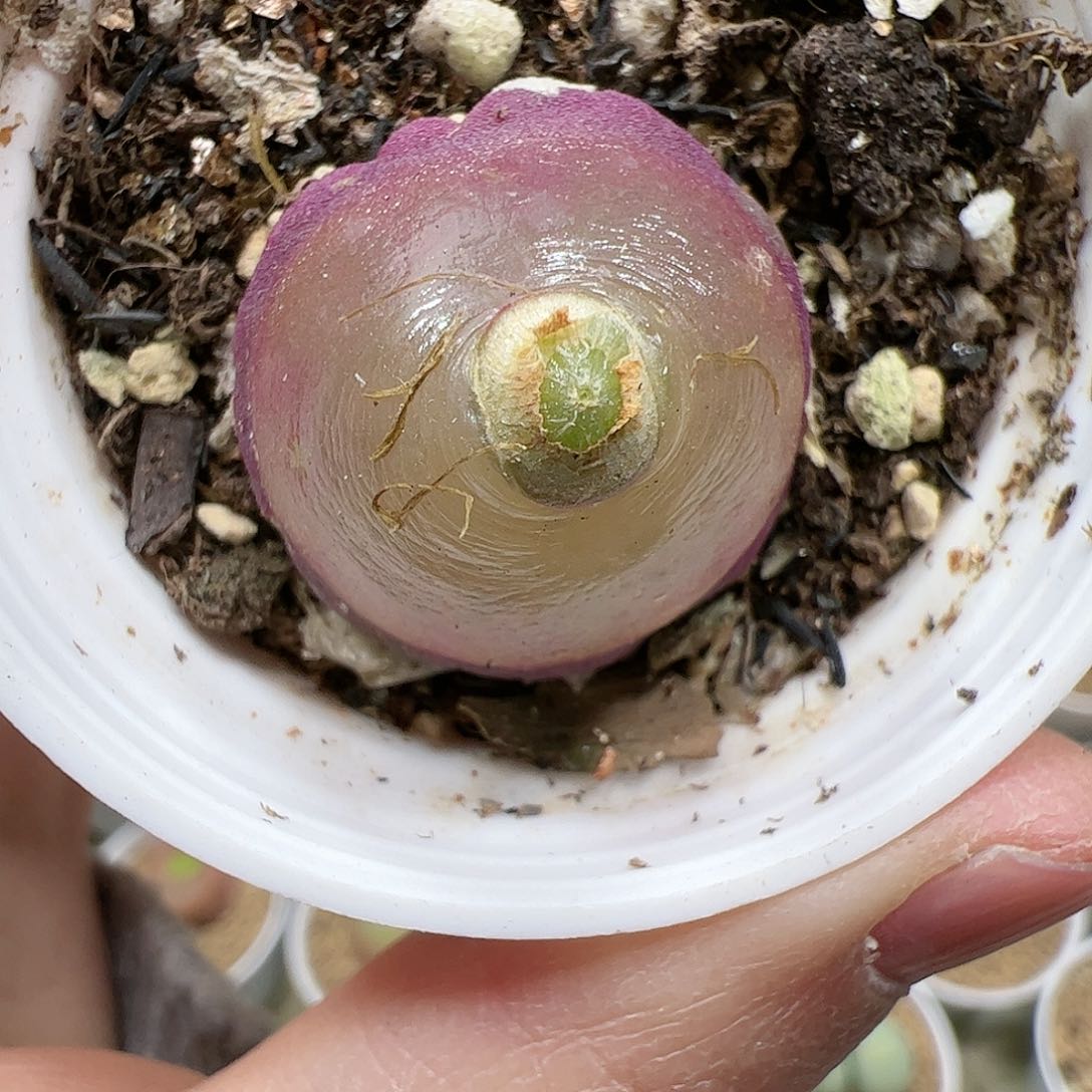 【闪购商品】264 灯泡