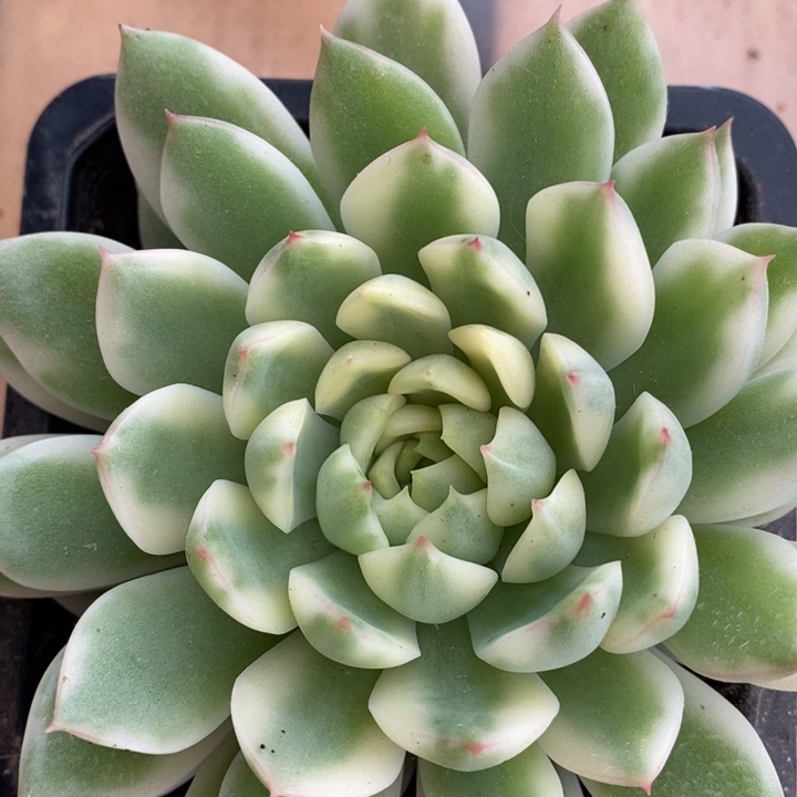 长岛冰茶多肉锦好看漂亮