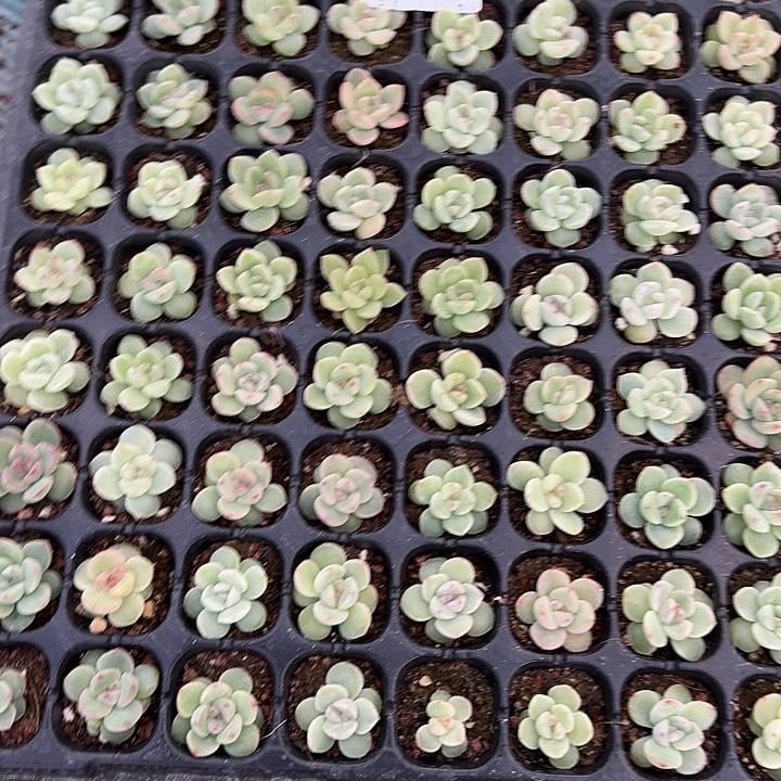 小***）如图897新珍妮204穴盘苗一盘